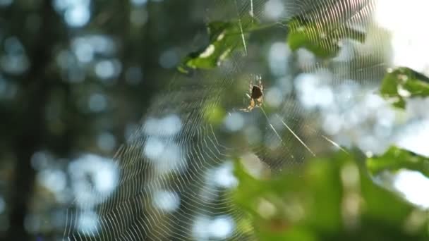 Павук сидить у центрі його веб-при сонячному світлі. Зелений фон — стокове відео