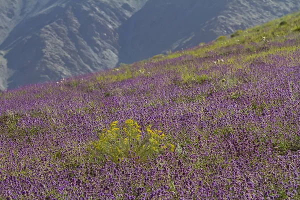 Yüksek dağlık tür Kuzey Hindistan, Ladakh
