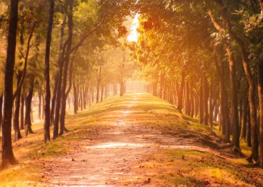 İki yan yol aydınlatma etkisi ile ağaç