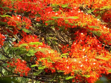  Gulmohar çiçekler, Delonix regia çiçek Gurgaon, Hindistan
