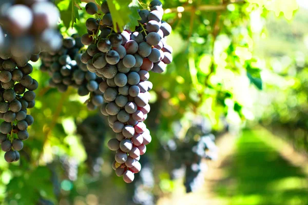 Eine Traube Den Weinbergen Ein Spiel Der Unschärfe — Stockfoto