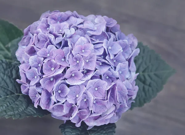 Close Purple Hydrangea Pot Top View — Stock Photo, Image
