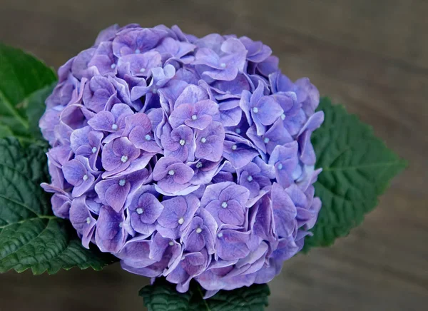 Close Purple Hydrangea Pote Vista Superior —  Fotos de Stock
