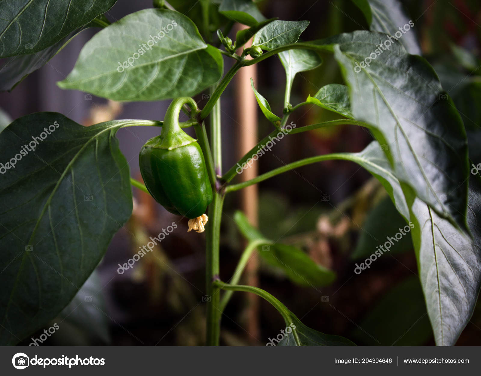 Capsicum Annuum Cultivation Green Chili Pepper Windowsill