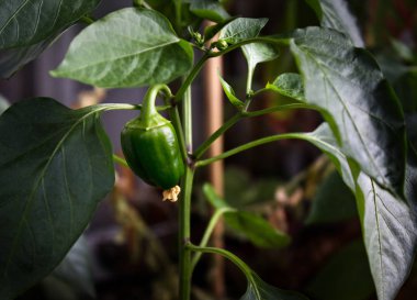Capsicum annuum. Bir pencere üzerinde yeşil biber, sebze bahçesi ev içinde ekimi.