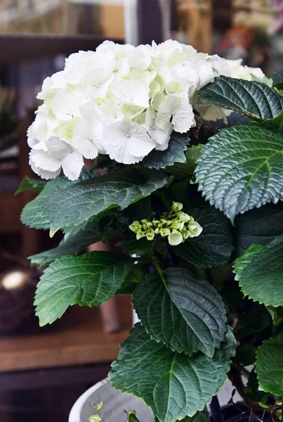 Närbild Lila Hortensia Potten Ovanifrån — Stockfoto