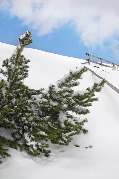 Vertakking Van Beslissingsstructuur Van Spar Winter — Stockfoto