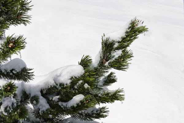 Ramo Árvore Abeto Fundo Neve Com Espaço Para Texto — Fotografia de Stock