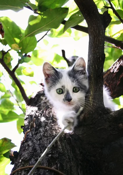 Small White Kitten Gray Spots Climbed Tree Garden — Stock Photo, Image