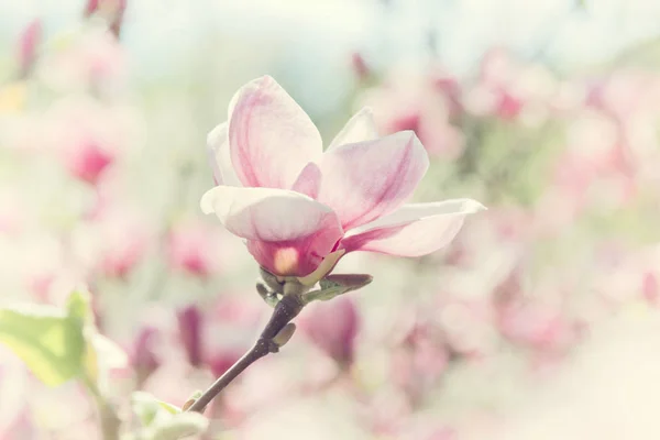 Květ magnolie strom na jaře — Stock fotografie