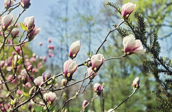 Beautiful blooming magnolia trees in springtime. — Stock Photo, Image