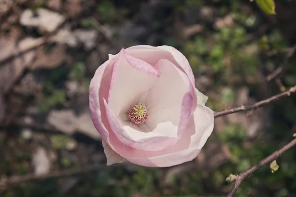 Jeden piękny kwiat drzewa magnolii wiosną — Zdjęcie stockowe