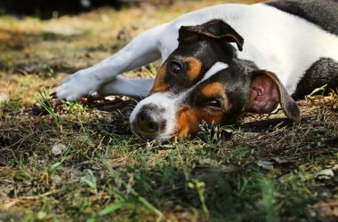 Jack Russell Terrier parkta yatıyor.. 