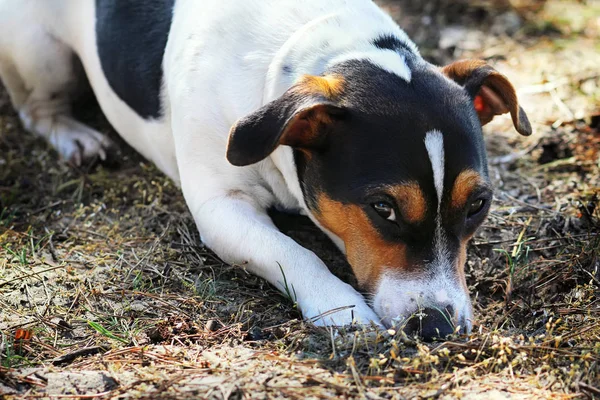 Jack Russell Terrier leży w parku. — Zdjęcie stockowe