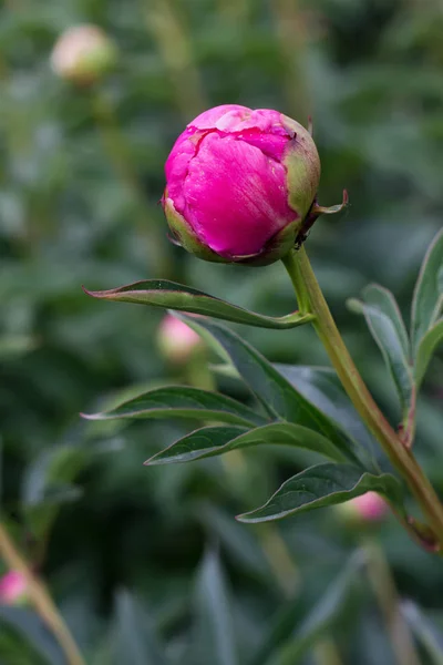 Close-up of a flower bud of dark pink peony. — Stock Photo, Image