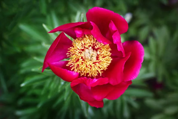 Närbild på en lila blommande pion i vår trädgård. — Stockfoto