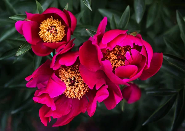 Three dark pink peonies in the garden. — Stock Photo, Image