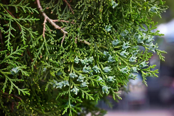 Ramo di giovane cipresso sempreverde . — Foto Stock