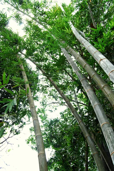 Bambou géant dans le Jardin botanique royal, Kandy, Sri Lanka — Photo
