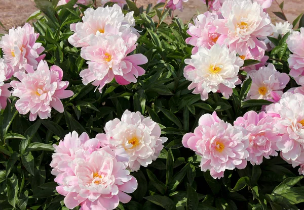 Muchas peonías rosadas en el jardín . — Foto de Stock