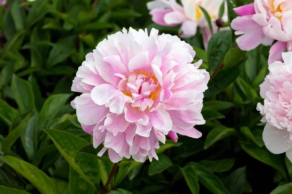 Peonía rosa floreciente en el jardín en verano . —  Fotos de Stock