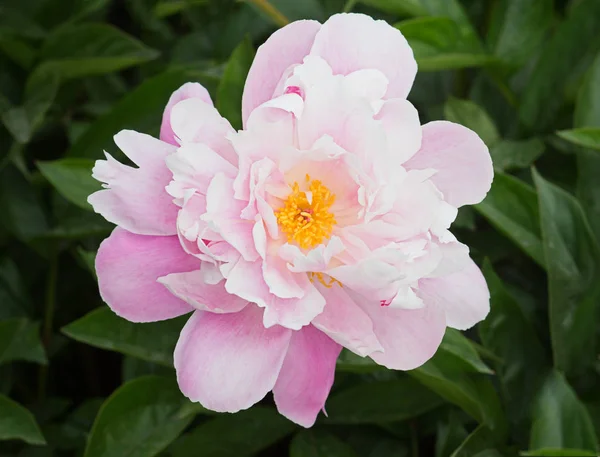 Цветущий розовый пион в саду летом . — стоковое фото