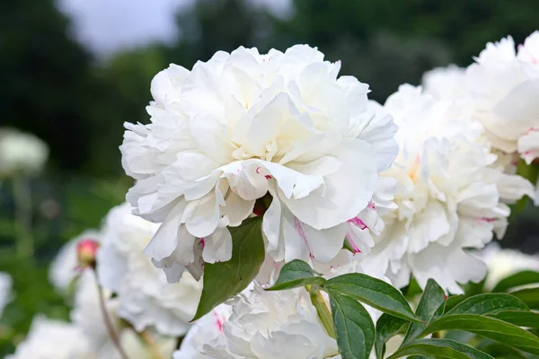Peonía blanca floreciente en el jardín en verano . —  Fotos de Stock