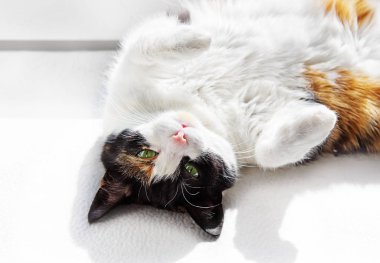 Komik üç renkli kedi üst görünümü sırtüstü yatan.