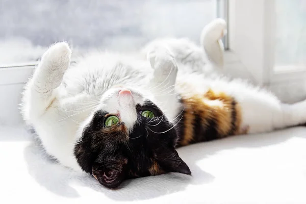 Um gato tricolor jaz em sua pata traseira para cima . — Fotografia de Stock