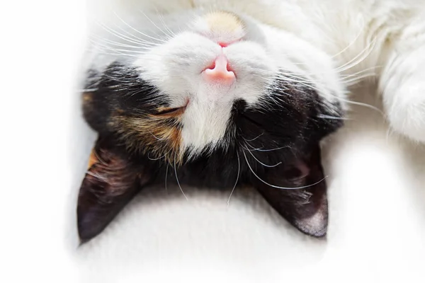 Funny three-colored cat top view lying on back. — Stock Photo, Image