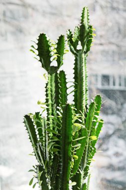 Üçgen spurge (Euphorbia) pencere eşik insid üzerinde çiçek saksı