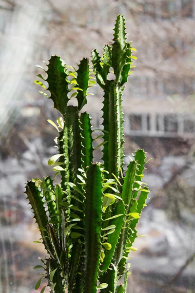 窓枠の植木鉢の中の多肉植物(三角形のスパージ) — ストック写真