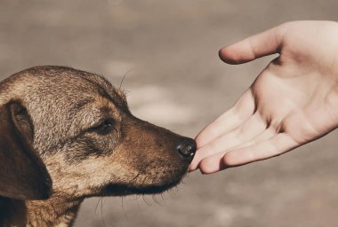 Çocuk el ve yalnız evsiz köpek
