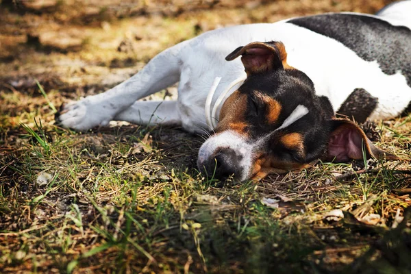 Spící pes Jack Russell teriér v lese. — Stock fotografie