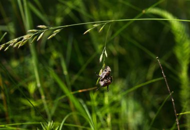 Yazın iki Yeşil Haziran Böceği (Cotinis nitida) bir bitkinin üzerinde çiftleşir. Aşk ya da seks hakkında bir kavram. Makro