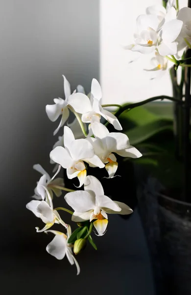 家の植物 ポットに小さな白い花でミニランを咲かせます グラフィックライトと影 — ストック写真
