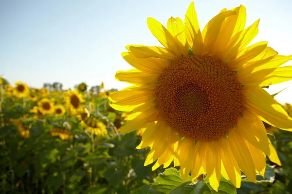 Günaydın. Ayçiçekleri tarlada. Sarı çiçekler. Rusya