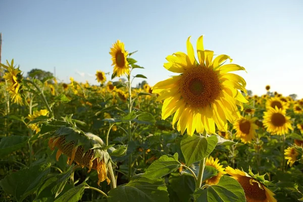 Günaydın. Ayçiçekleri tarlada. Sarı çiçekler. Rusya