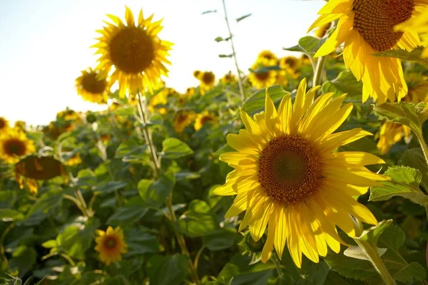 Günaydın. Ayçiçekleri tarlada. Sarı çiçekler. Rusya