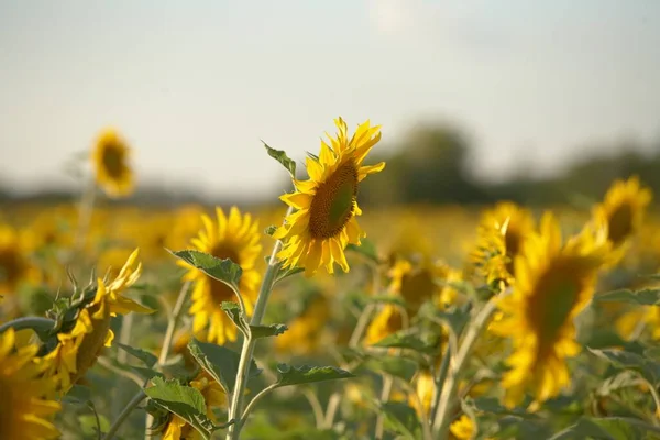 Sabah sarı çiçekleri. Gerçek Rusya