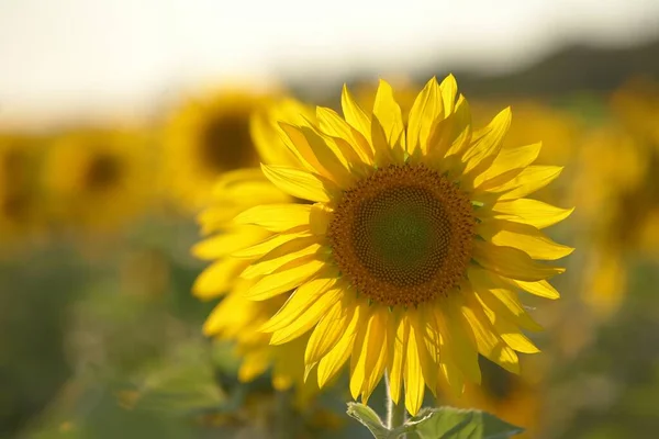 Sabah sarı çiçekleri. Gerçek Rusya