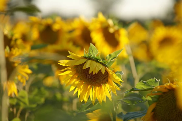 Sabah sarı çiçekleri. Gerçek Rusya