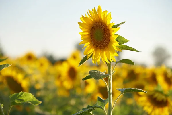 Sabah sarı çiçekleri. Gerçek Rusya