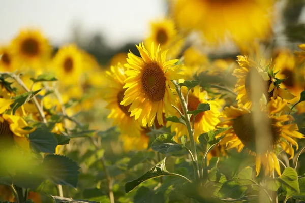 Sabah sarı çiçekleri. Gerçek Rusya