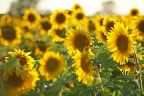 Sabah sarı çiçekleri. Gerçek Rusya