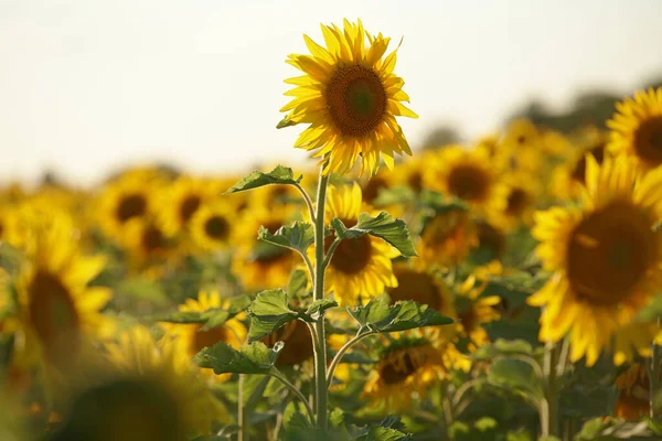 Sabah sarı çiçekleri. Gerçek Rusya