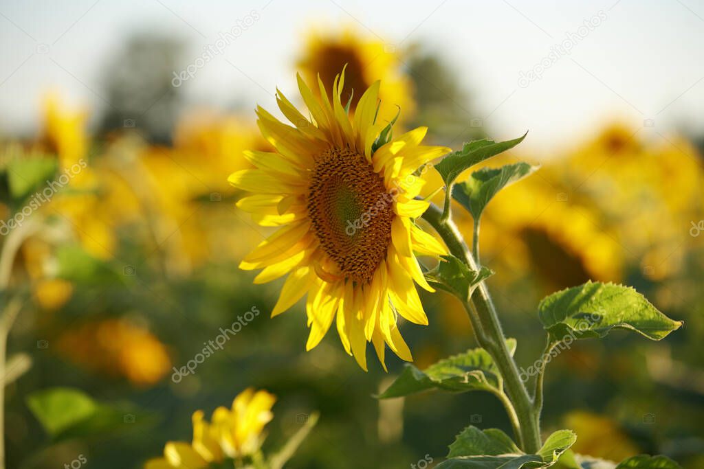 Morning yellow flowers. Real Russia