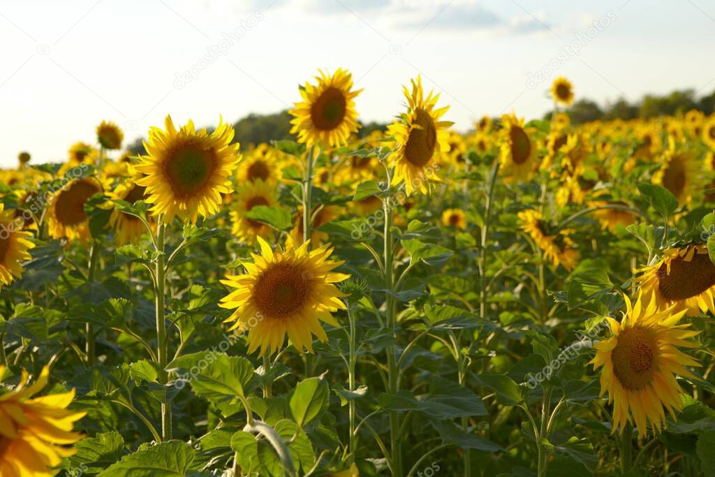 morning. sunflowers in the field. yellow flowers. Russia