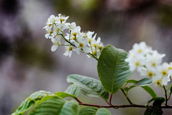 Beyaz bir çiçeğin fotoğrafı. Rusya