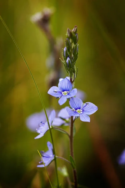 Bir çiçeğin fotoğrafı. Yaz. Rusya